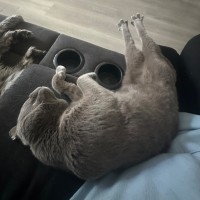 Photo of Nikolai 😻🧵🧶