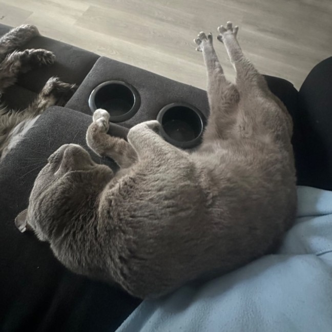 Photo of Nikolai 😻🧵🧶