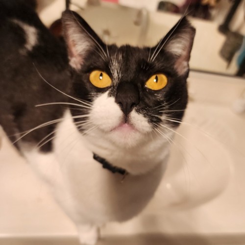 Tippy - Domestic Short Hair Cat