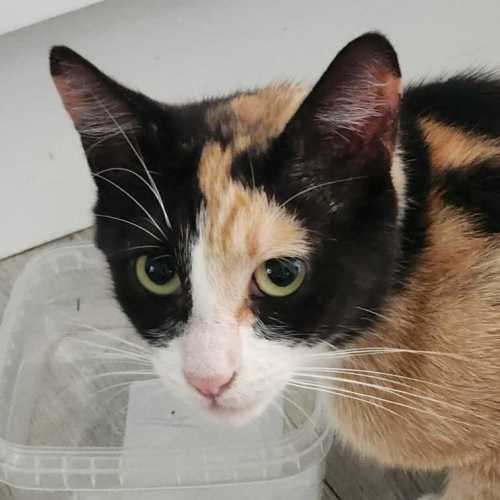 Diana  - Domestic Short Hair (DSH) Cat