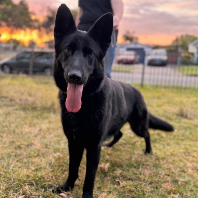 Photo of Luna