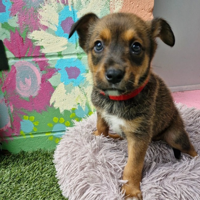 Photo of D1124 Apple