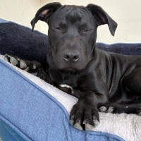 Photo of D1331 Midnight