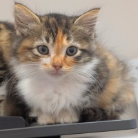 Photo of Sweet Potato