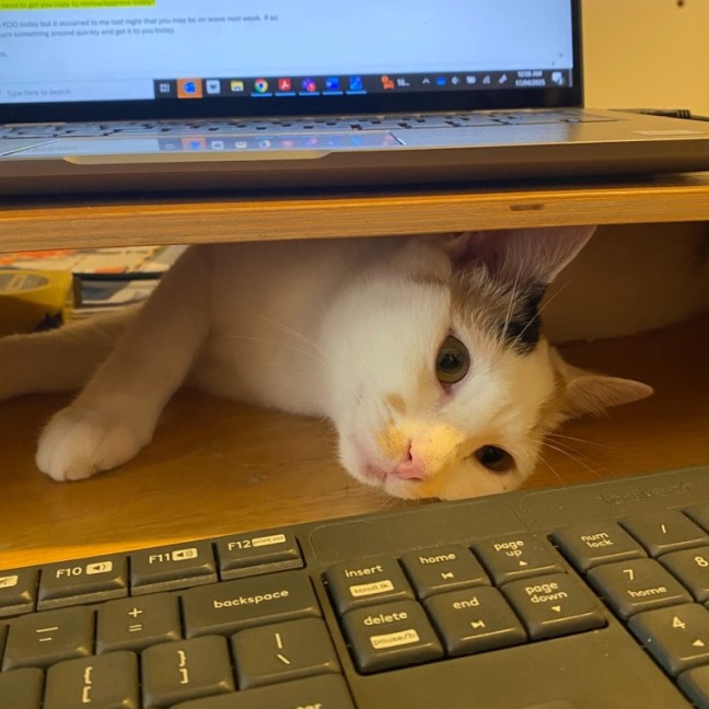Photo of Maple   6 Month Old Domestic Shorthair