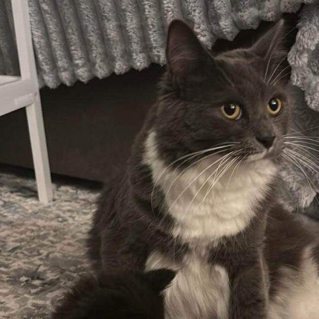 Photo of Skylar   Cat