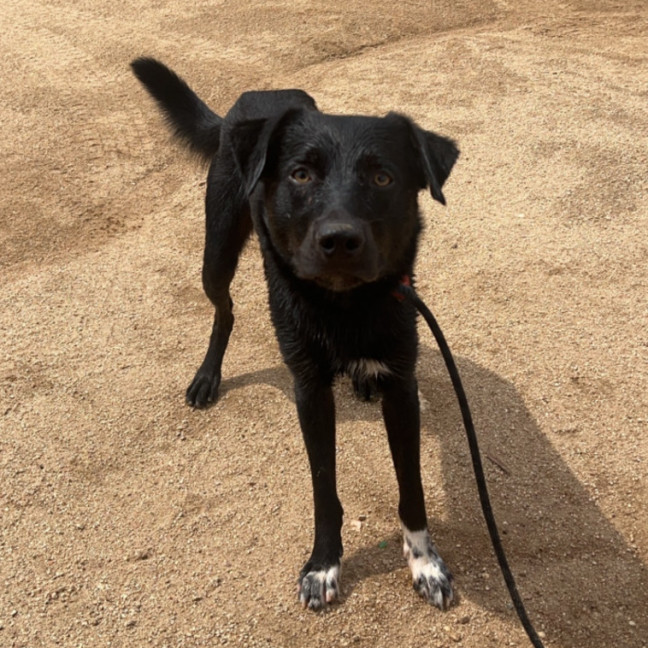 Photo of Jack & Deisel