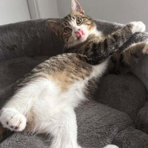 Normie 💙 - Domestic Short Hair (DSH) Cat