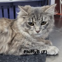 Photo of Fluffy B