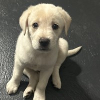 Photo of Marley 🐾🐶