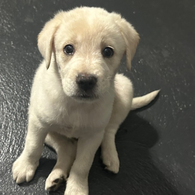 Photo of Marley 🐾🐶