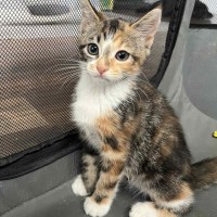 Photo of Piper 😽😽😽🌸