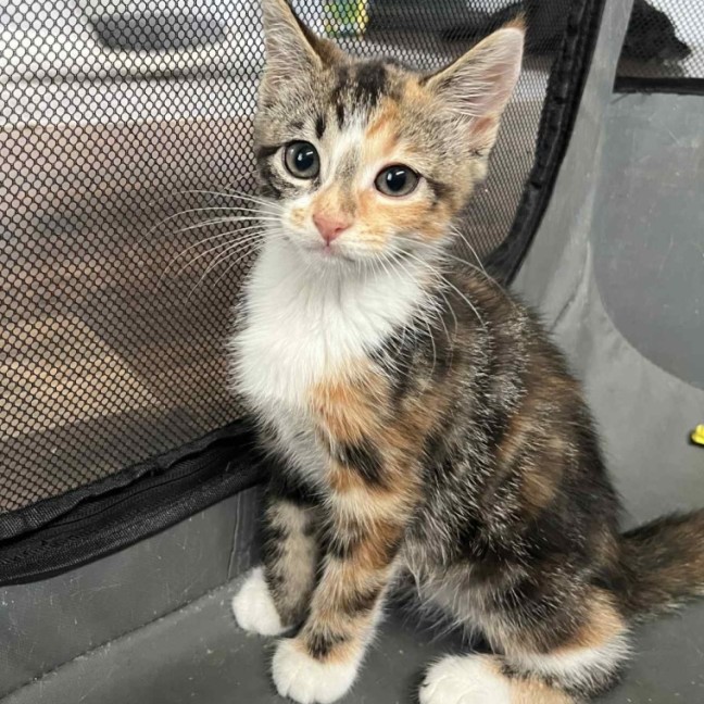 Photo of Piper 😽😽😽🌸
