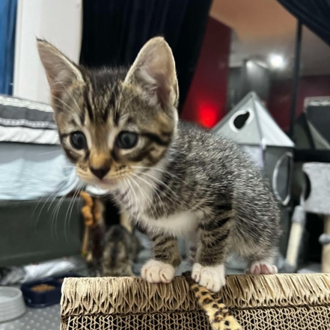 Photo of Gizmo