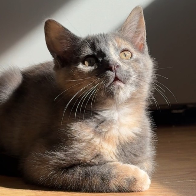 Photo of Kuromi