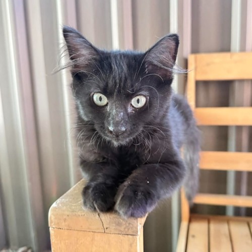 Nera - Domestic Short Hair (DSH) Cat