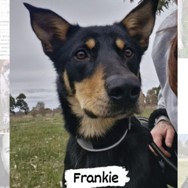 Photo of Frankie