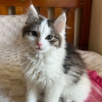 Photo of Mouse
