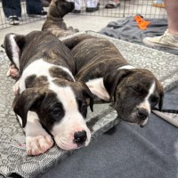 Photo of Chicken Pot Pie