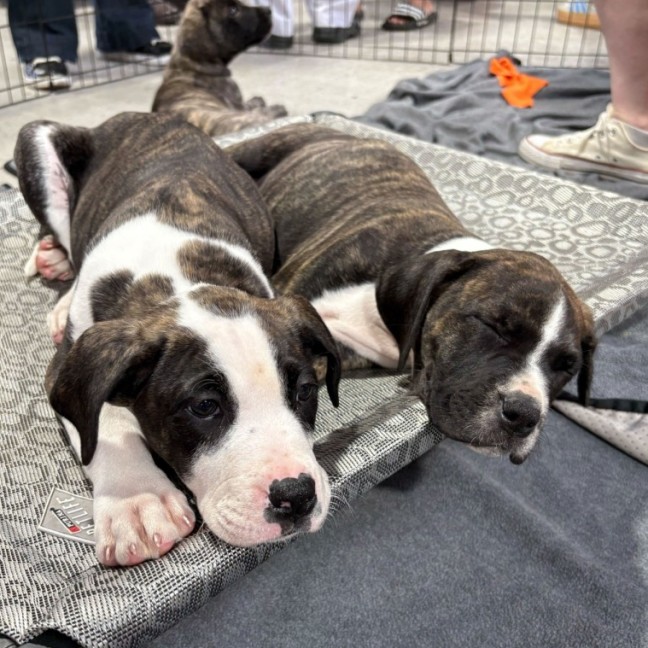 Photo of Chicken Pot Pie