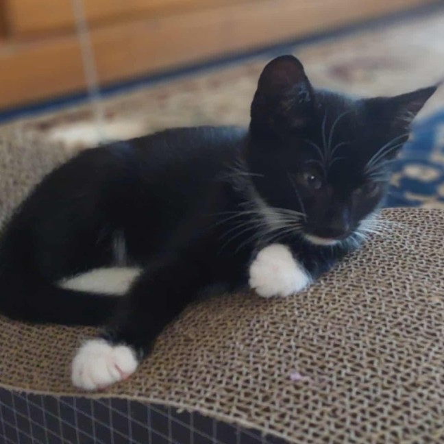 Photo of Boo Boo Bear