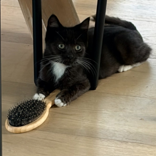 Mittens - Domestic Short Hair (DSH) Cat