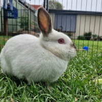 Photo of Peach