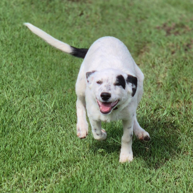 Photo of Daisy