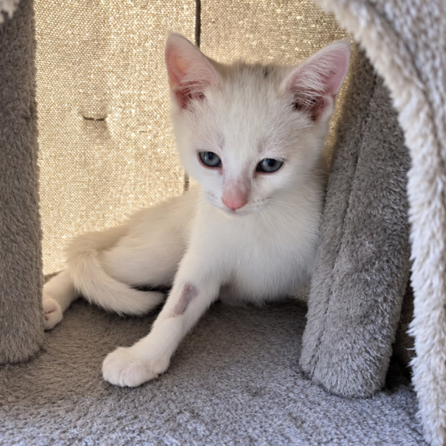 Photo of Cosmo