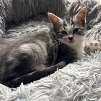 Photo of Dexter 💙