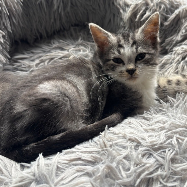 Photo of Dexter 💙