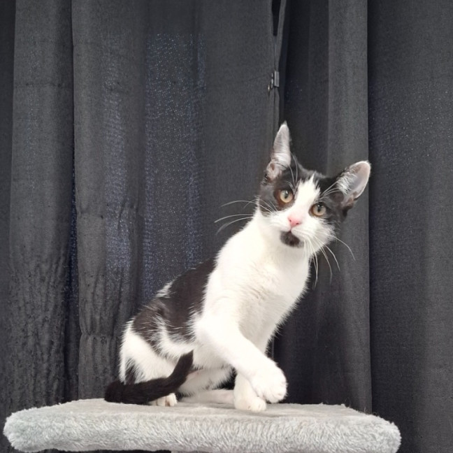 Photo of Mittens