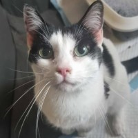 Photo of Panda