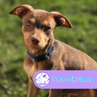 Photo of Snookums