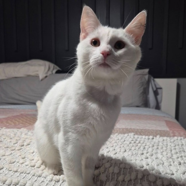 Photo of Goji