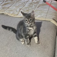 Photo of Lily