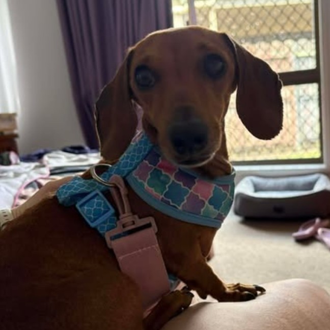 Photo of Lady