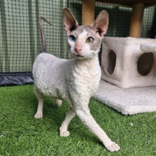 Mumma Mia - Cornish Rex Cat