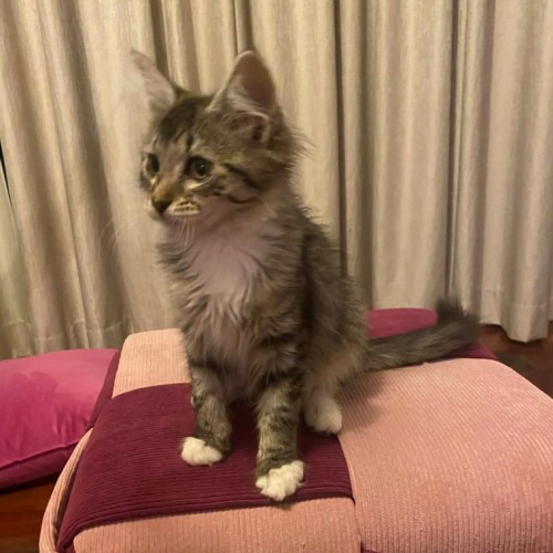 Cannoli - Domestic Short Hair (DSH) Cat
