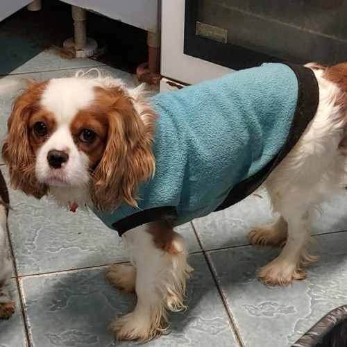 Milo - Cavalier King Charles Spaniel Dog
