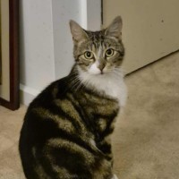 Photo of Olinda **2nd Chance Cat Rescue **