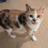Photo of Daisy **2nd Chance Cat Rescue**