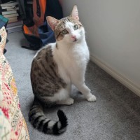 Photo of Pippin 