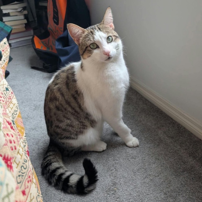 Photo of Pippin 