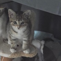 Photo of Meowly**2nd Chance Cat Rescue **