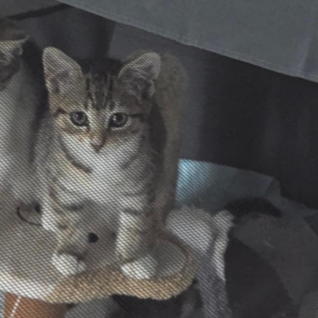 Photo of Meowly**2nd Chance Cat Rescue **