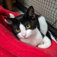 Photo of Roxy ** 2nd Chance Cat Rescue **