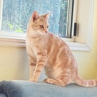 Photo of Marmalade