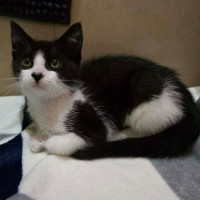 Photo of Gothita ** 2nd Chance Cat Rescue **