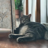 Photo of Ava   In Foster Care In Melbourne